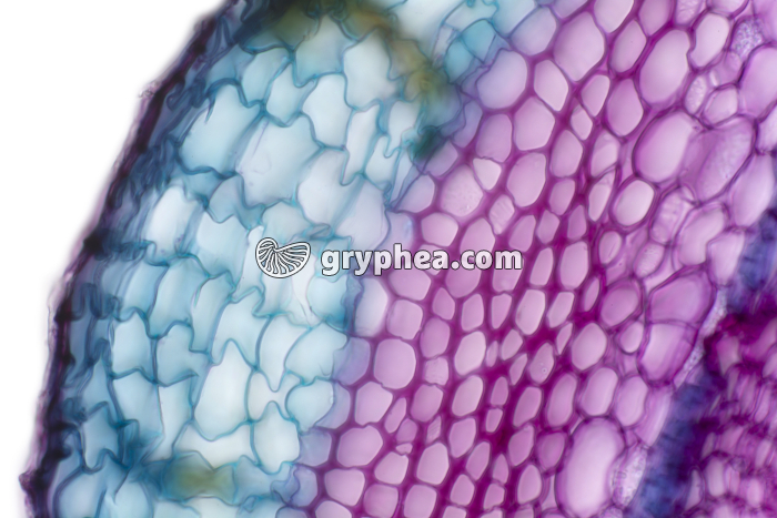 Tige de Sureau - liège CT x100 - gryphea.org